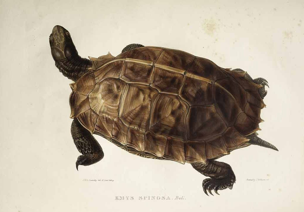 Emys spinosa tekijältä Edward Lear