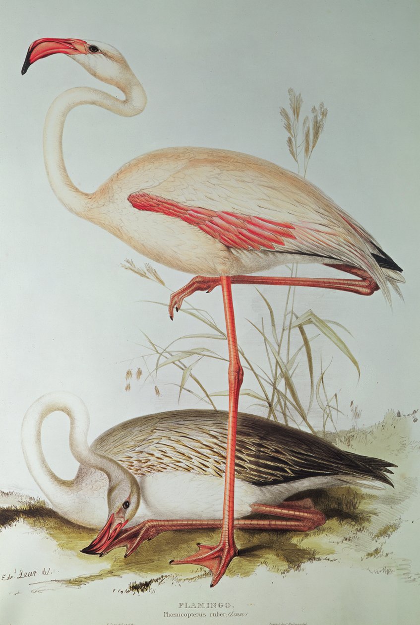 Flamingo tekijältä Edward Lear