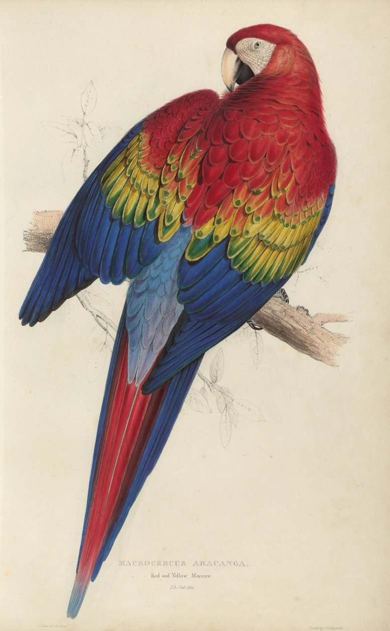 Kuvat Psittacidœ- tai papukaijaperheestä, levy 7 tekijältä Edward Lear
