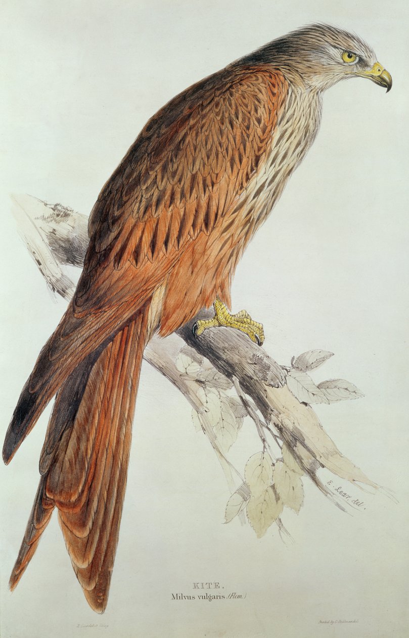 Leija tekijältä Edward Lear
