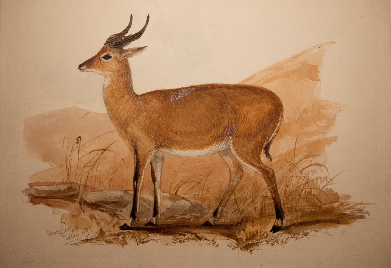 Kob-antilooppi, 1837 tekijältä Edward Lear