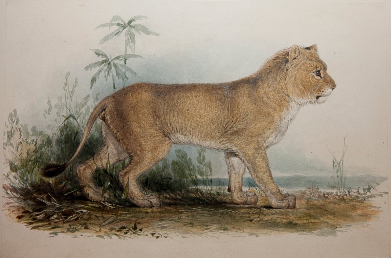 Guzeratin karjaton leijona, 1835 tekijältä Edward Lear