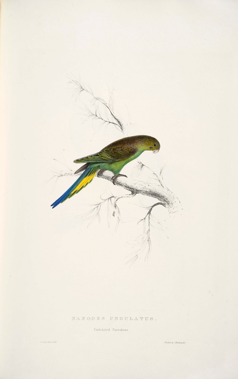 Melopsittacus undulatus tekijältä Edward Lear