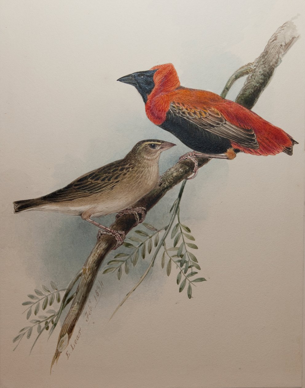 Pohjoisen punainen piispa, 1834 tekijältä Edward Lear