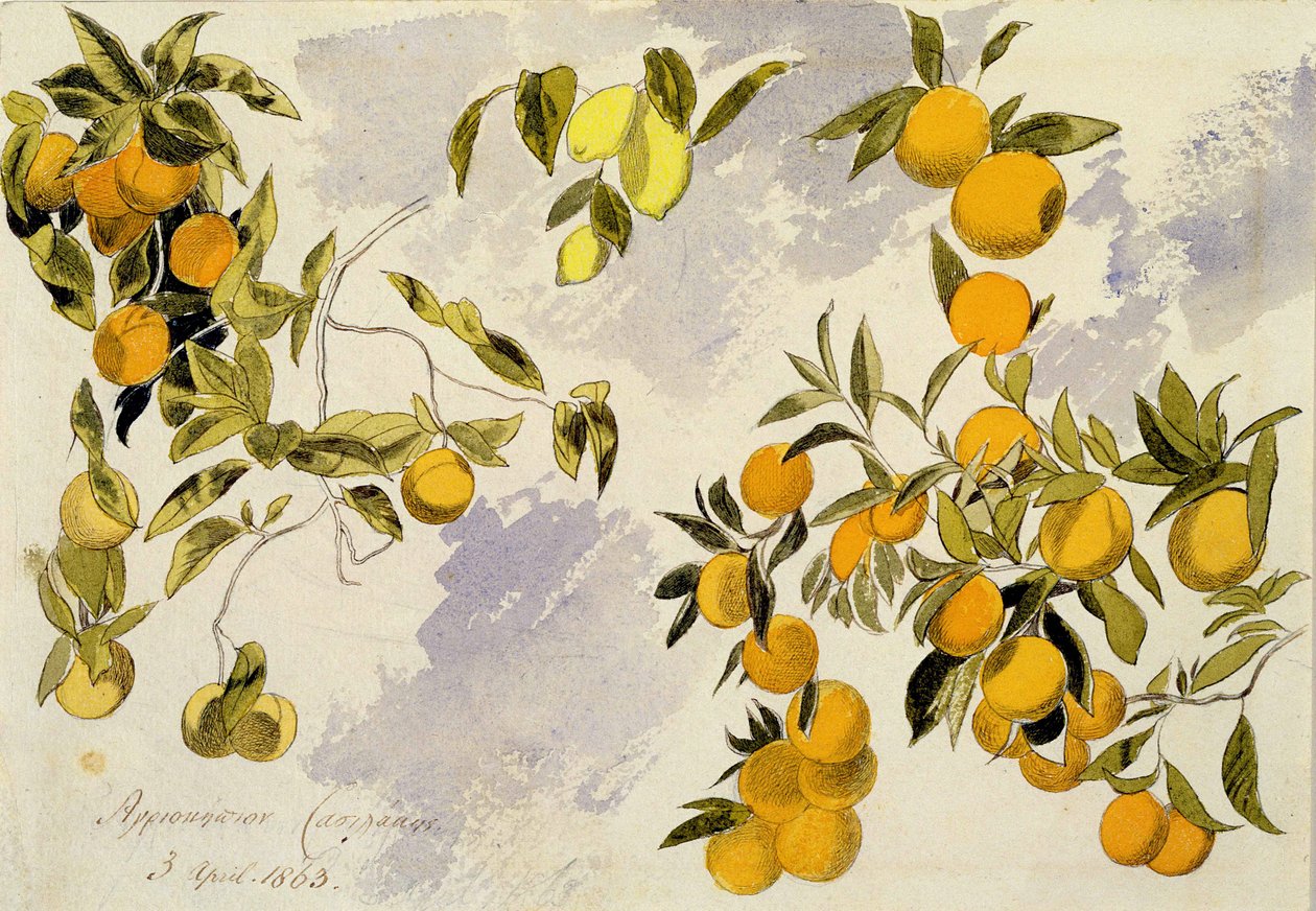 Appelsiinipuut, 1863 (wc, tussi ja muste grafiitin päällä raskaalle paperiarkille) tekijältä Edward Lear