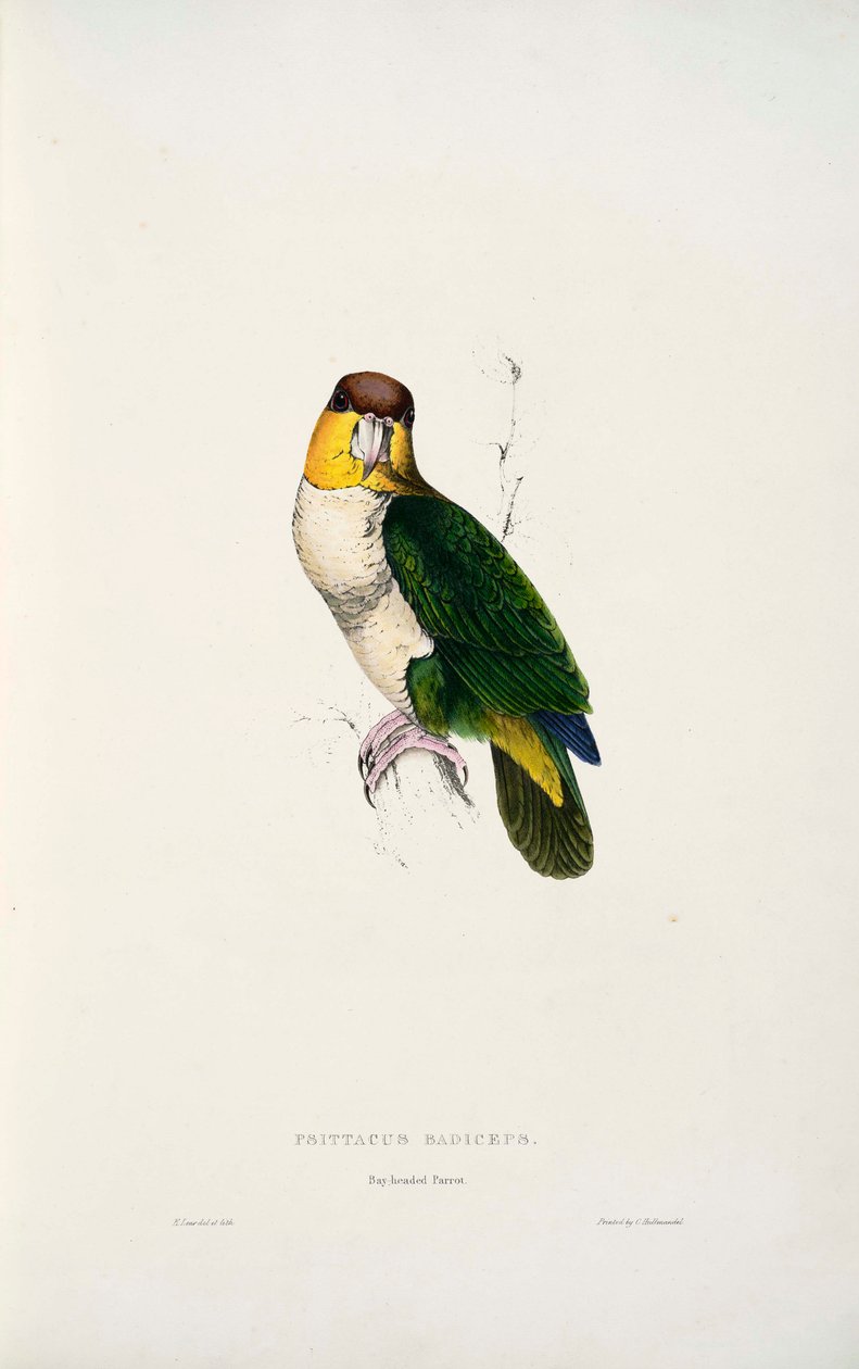 Pionites leucogaster tekijältä Edward Lear