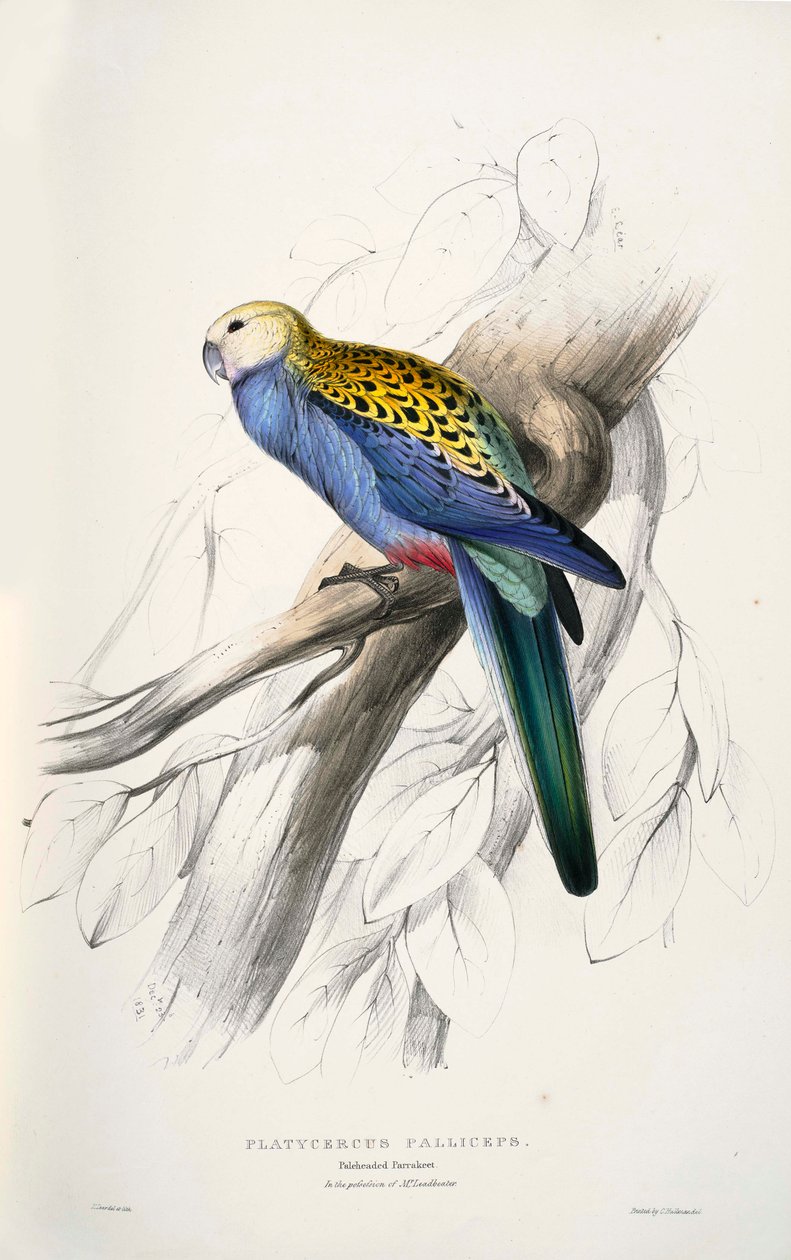 Platycercus adscitus tekijältä Edward Lear