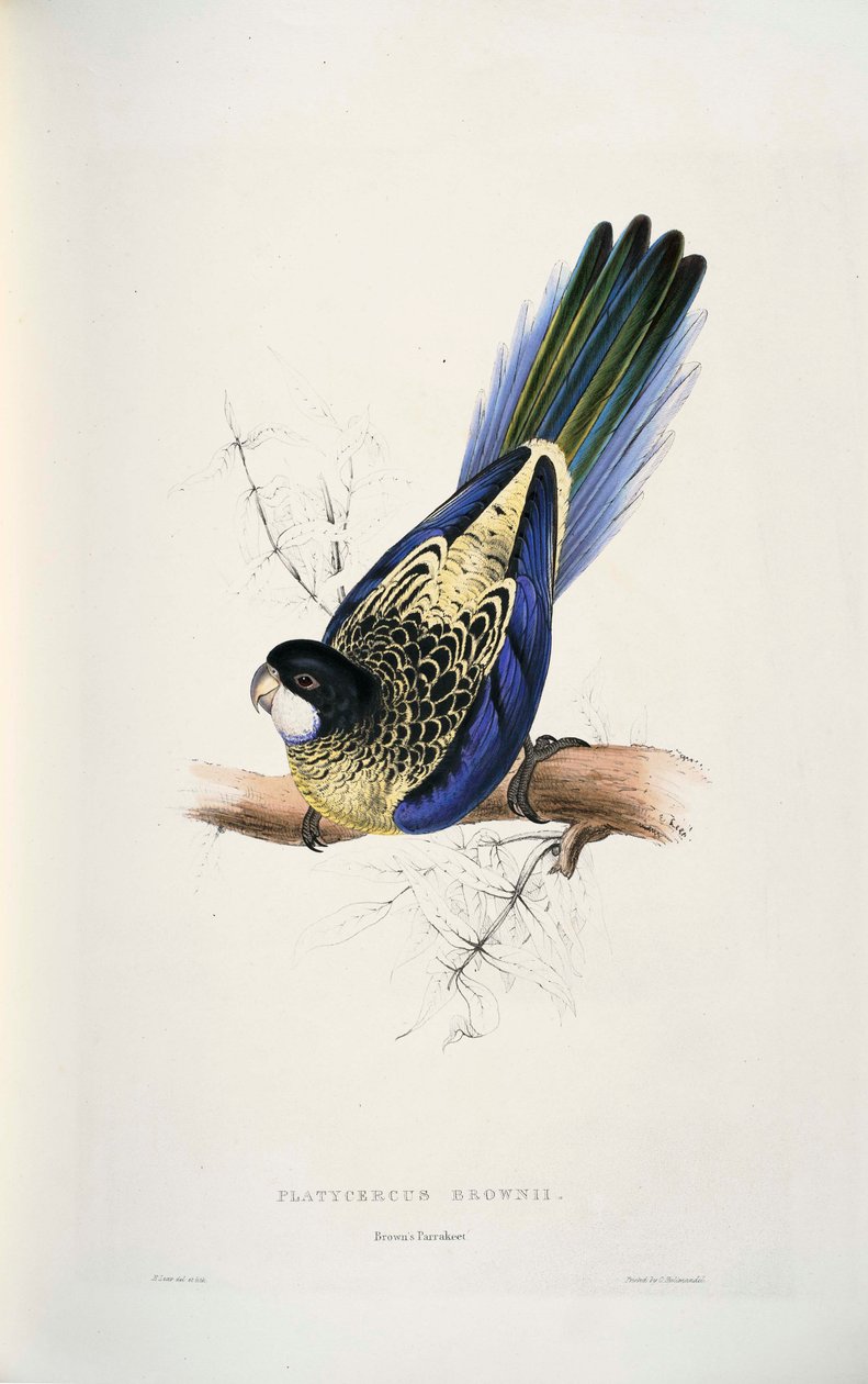 Platycercus venustus tekijältä Edward Lear