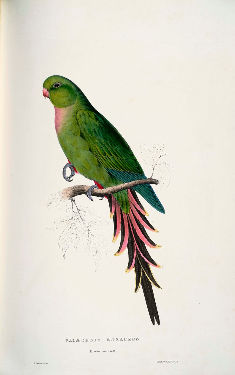 Polytelis alexandrae tekijältä Edward Lear