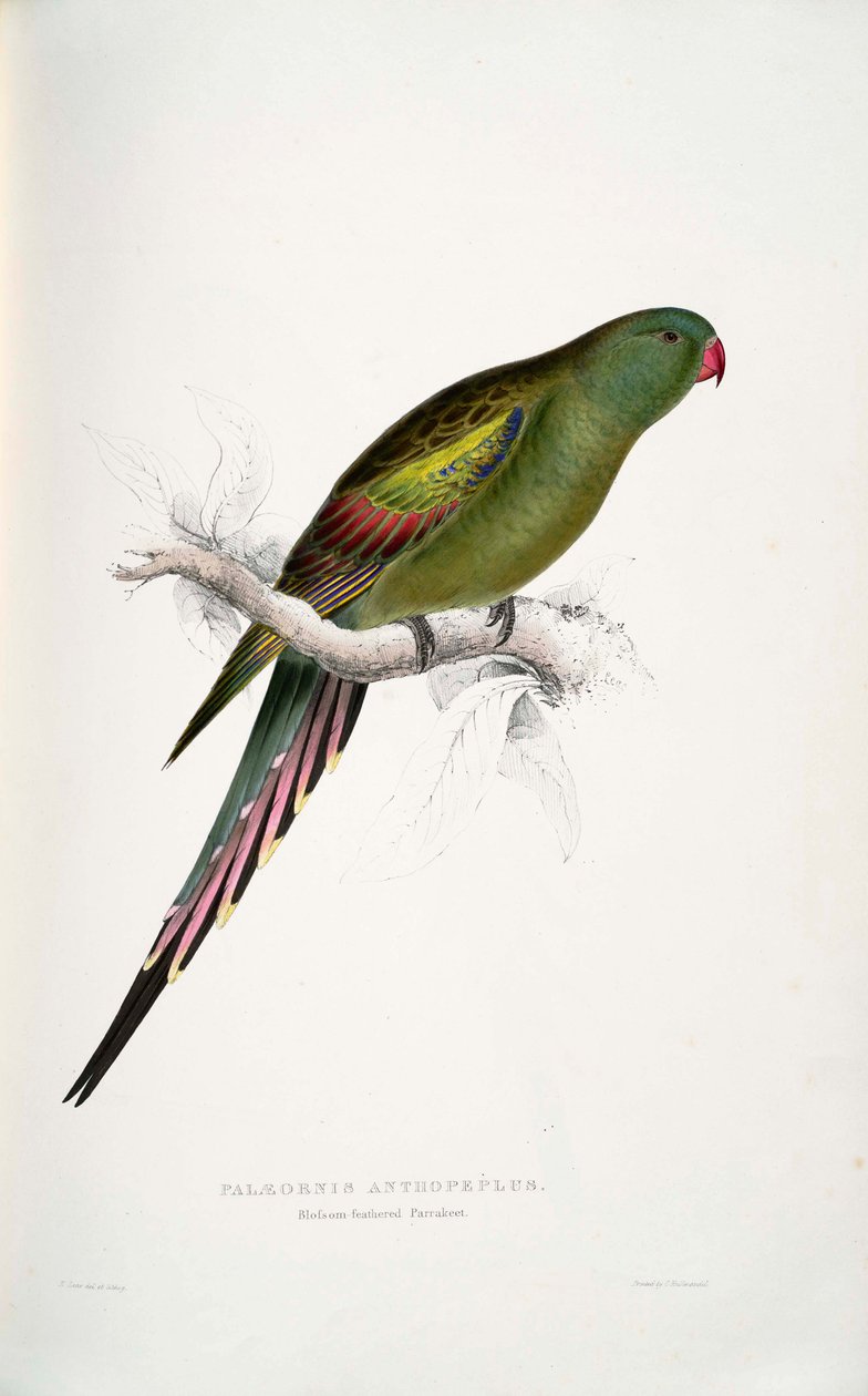 Polytelis anthopeplus tekijältä Edward Lear