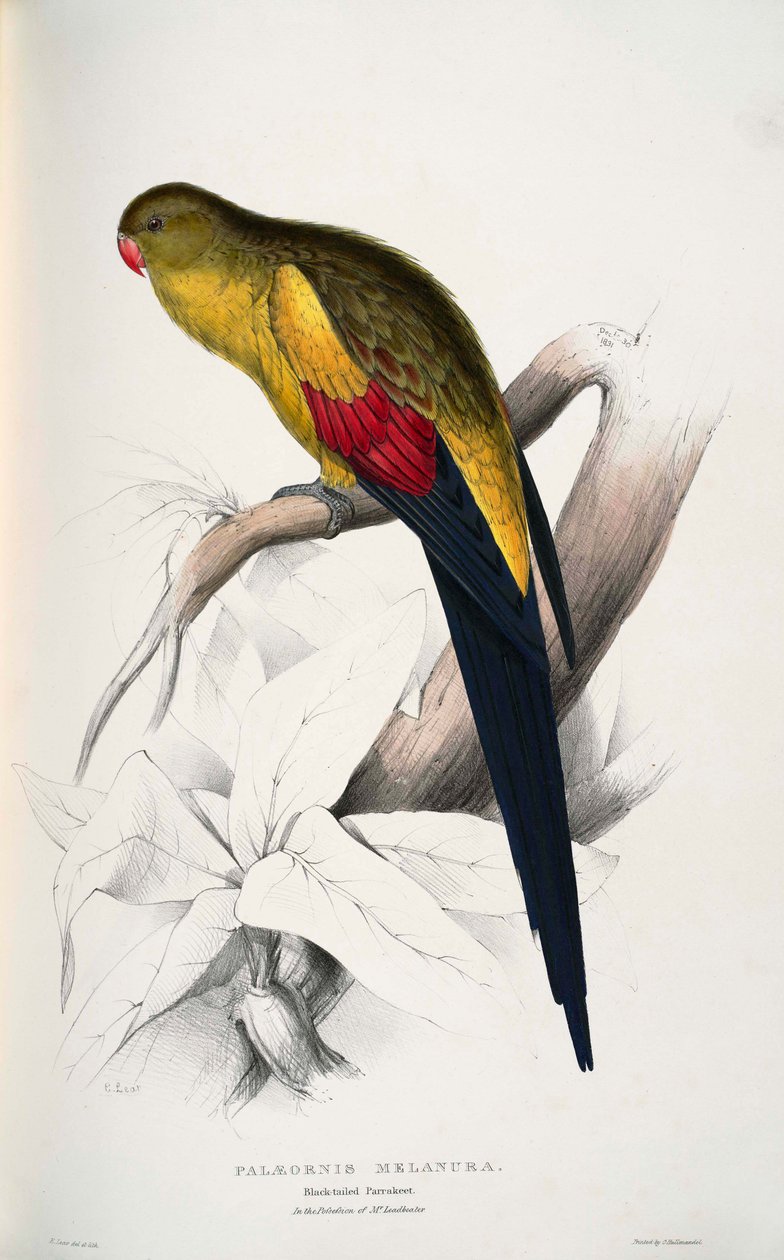 Polytelis anthopeplus tekijältä Edward Lear