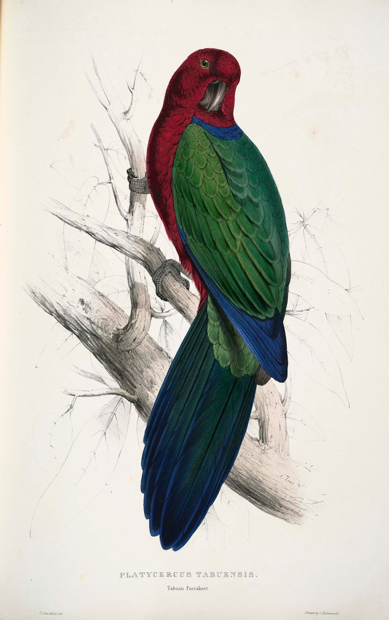 Prosopeia tabuensis tekijältä Edward Lear