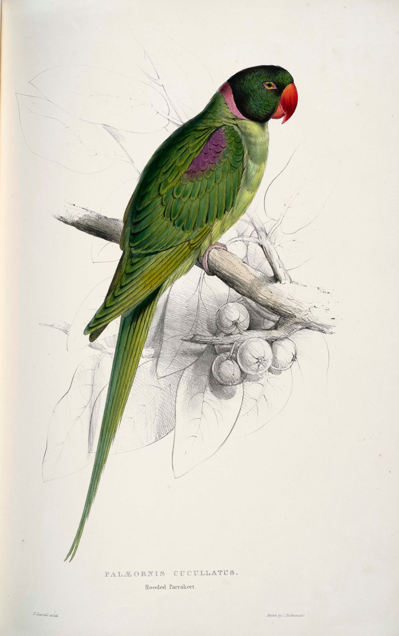 Psittacula eupatria tekijältä Edward Lear