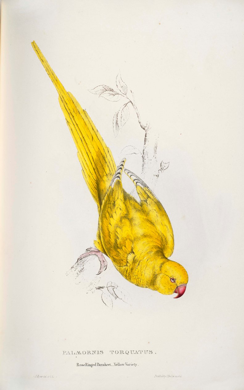 Psittacula krameri tekijältä Edward Lear