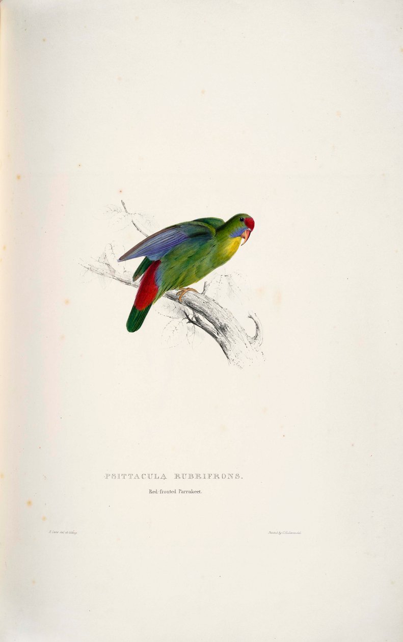 Psittacula rubrifrons tekijältä Edward Lear