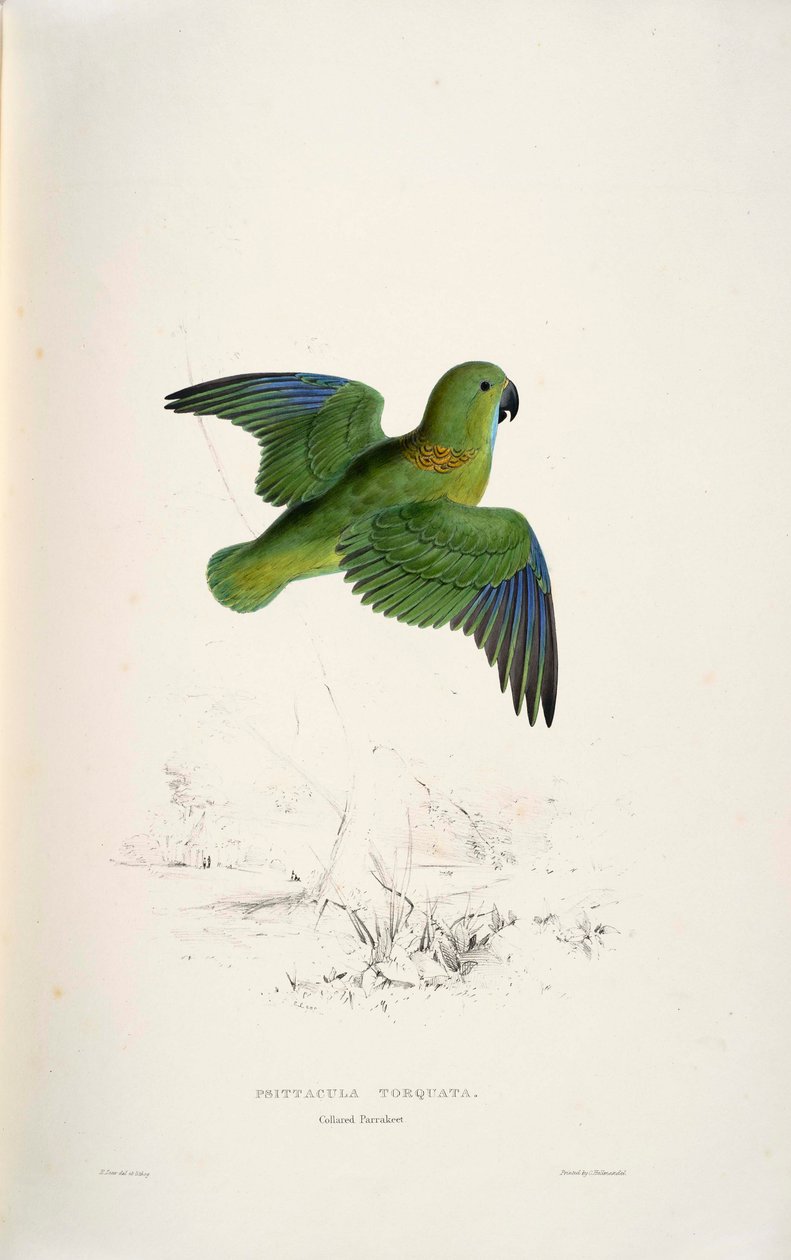 Psittacula torquata tekijältä Edward Lear
