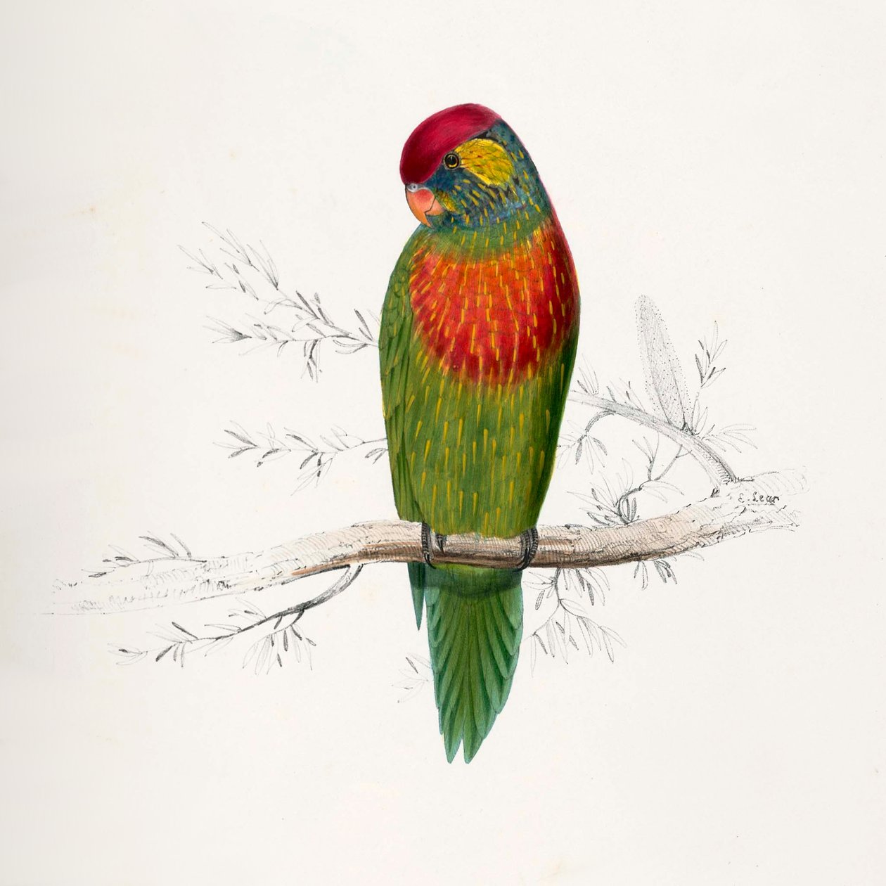 Psitteuteles versicolor tekijältä Edward Lear