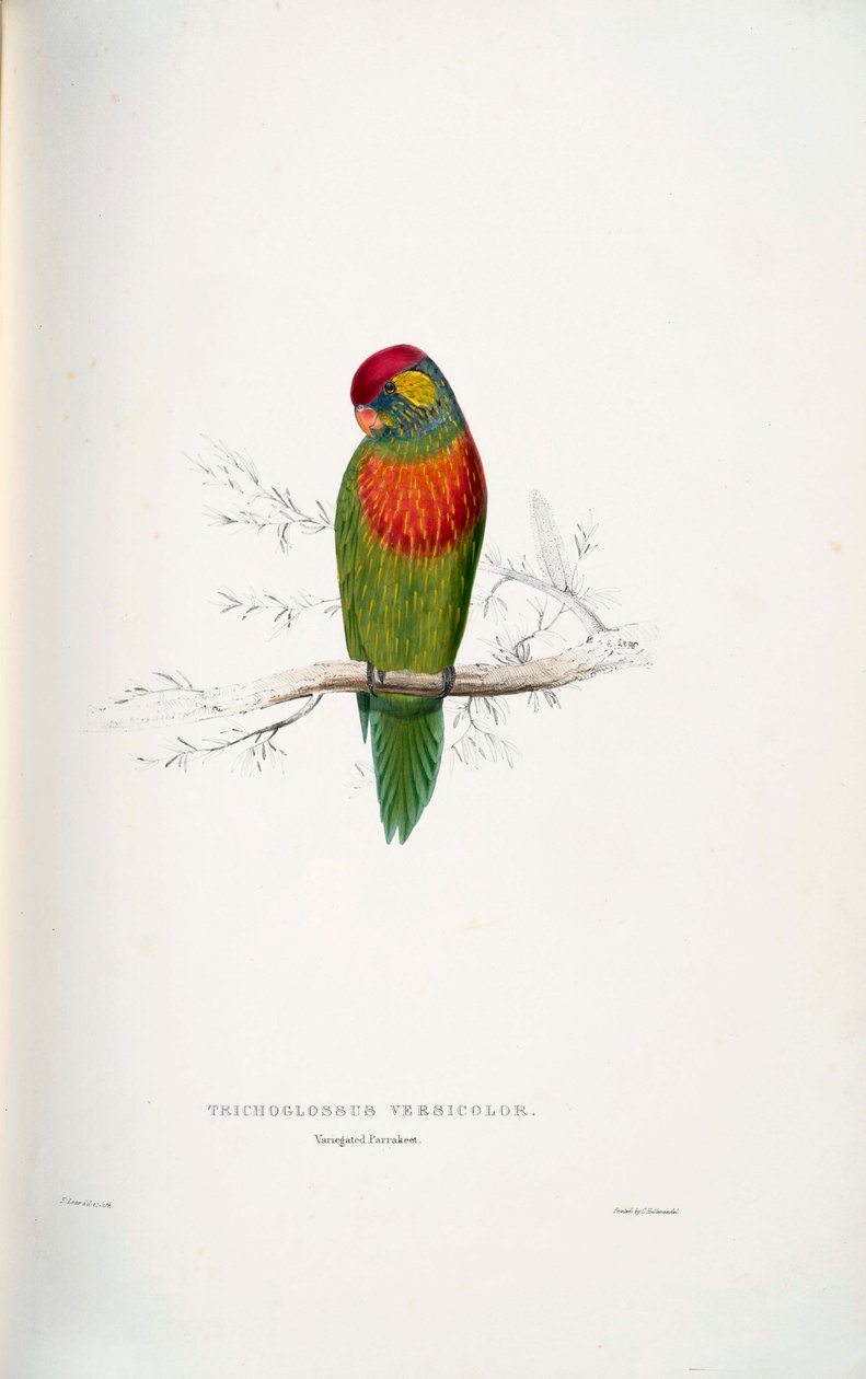 Psitteuteles versicolor tekijältä Edward Lear