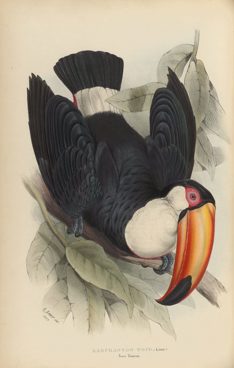 Ramphastos toco tekijältä Edward Lear