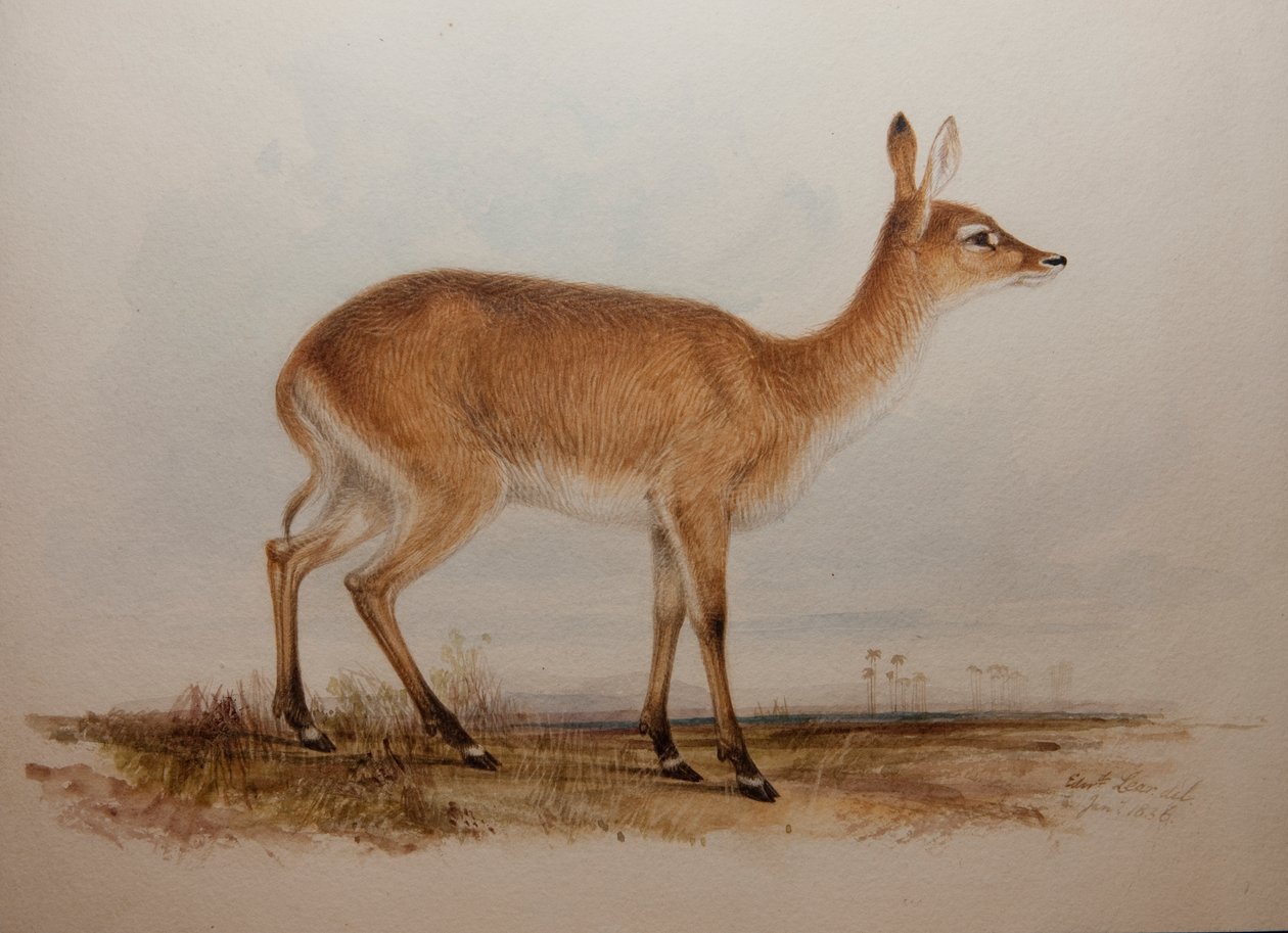 Punainen Lechwe, 1836 tekijältä Edward Lear