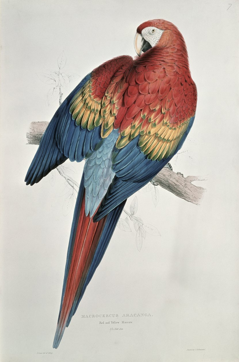 Punainen ja keltainen ara tekijältä Edward Lear