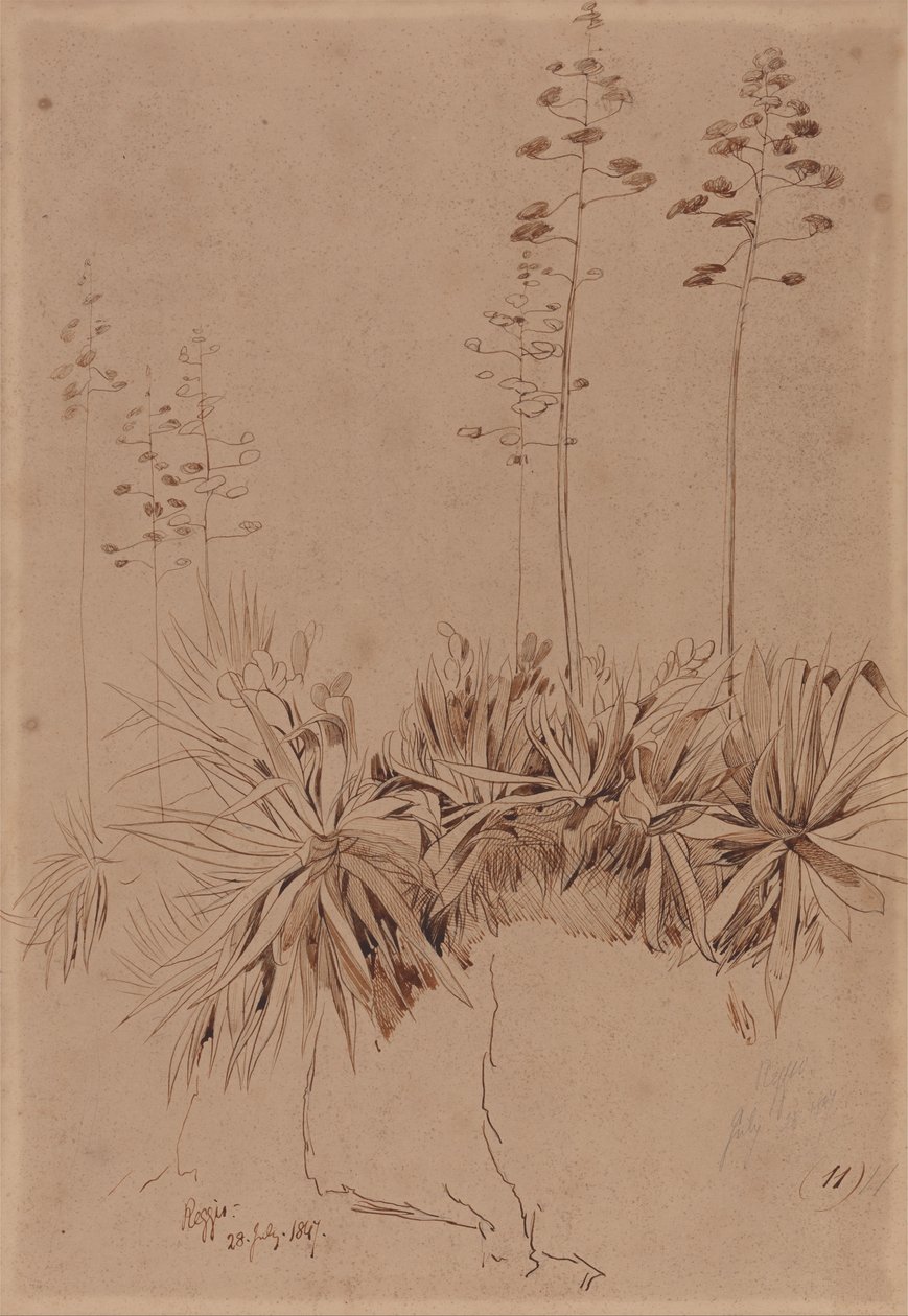 Reggio tekijältä Edward Lear