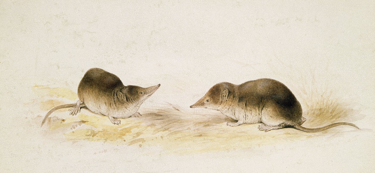 Käärmeet tekijältä Edward Lear