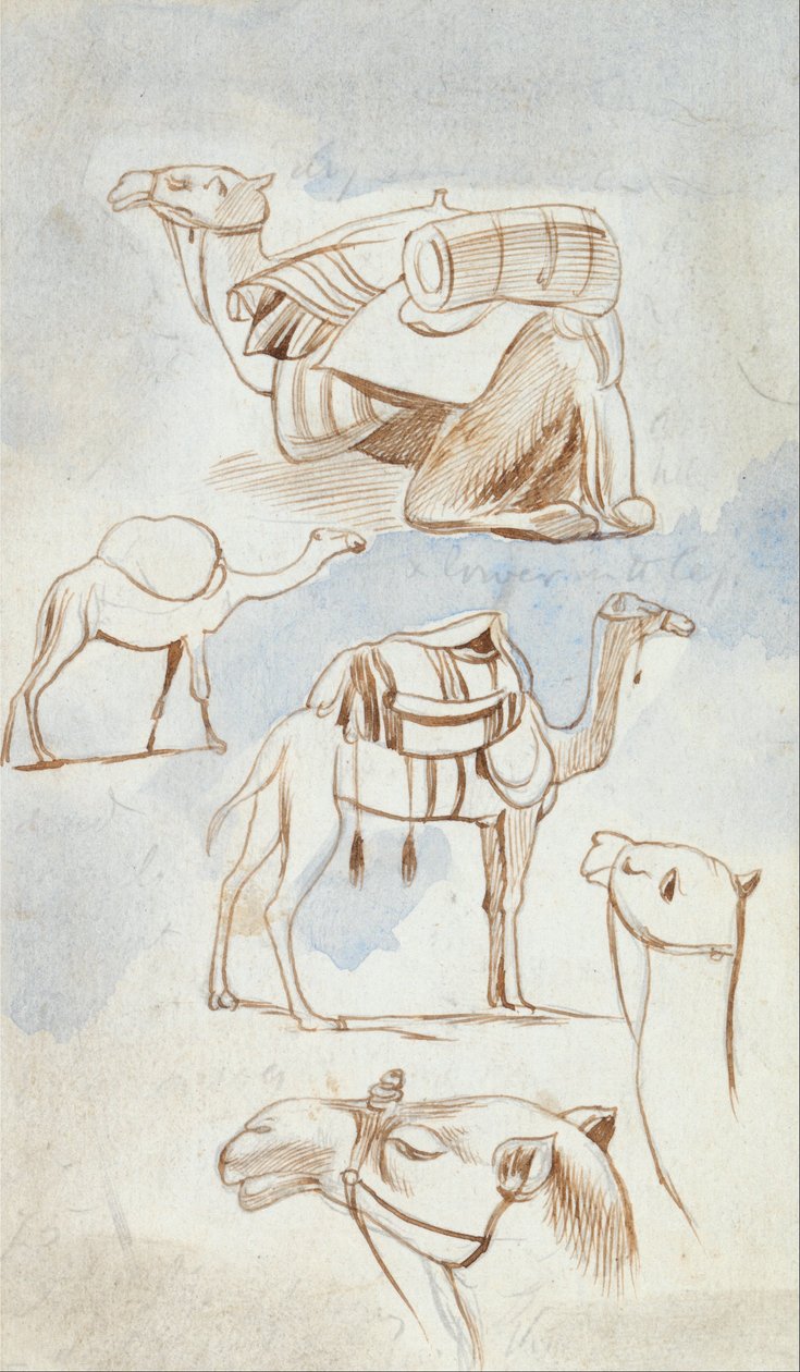 Luonnontutkimuksia kameleista tekijältä Edward Lear