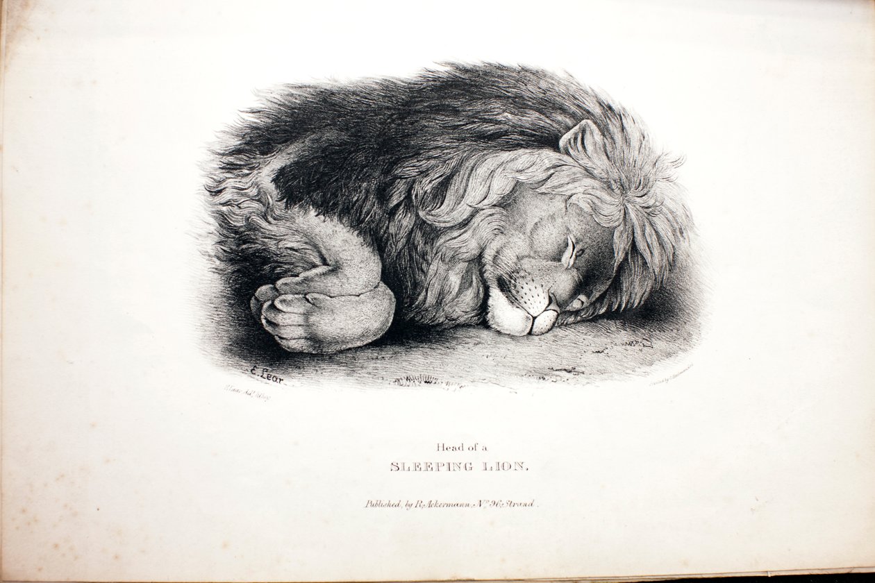 Luonnoksia eläimistä eläintarhassa. tekijältä Edward Lear