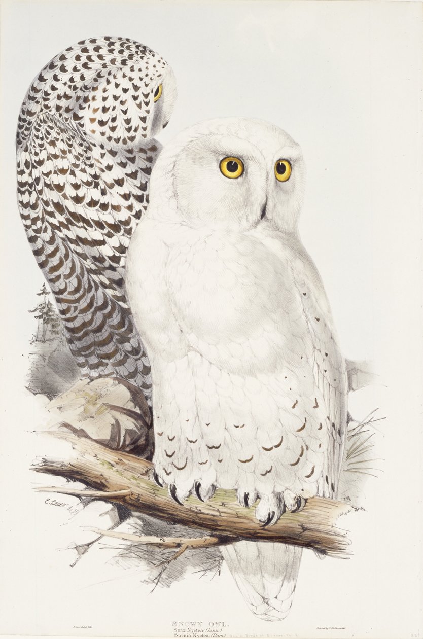 Luminen pöllö. Strix Nyctea; (Kaupunki); Surnia Nyctea, 1832-1837 tekijältä Edward Lear
