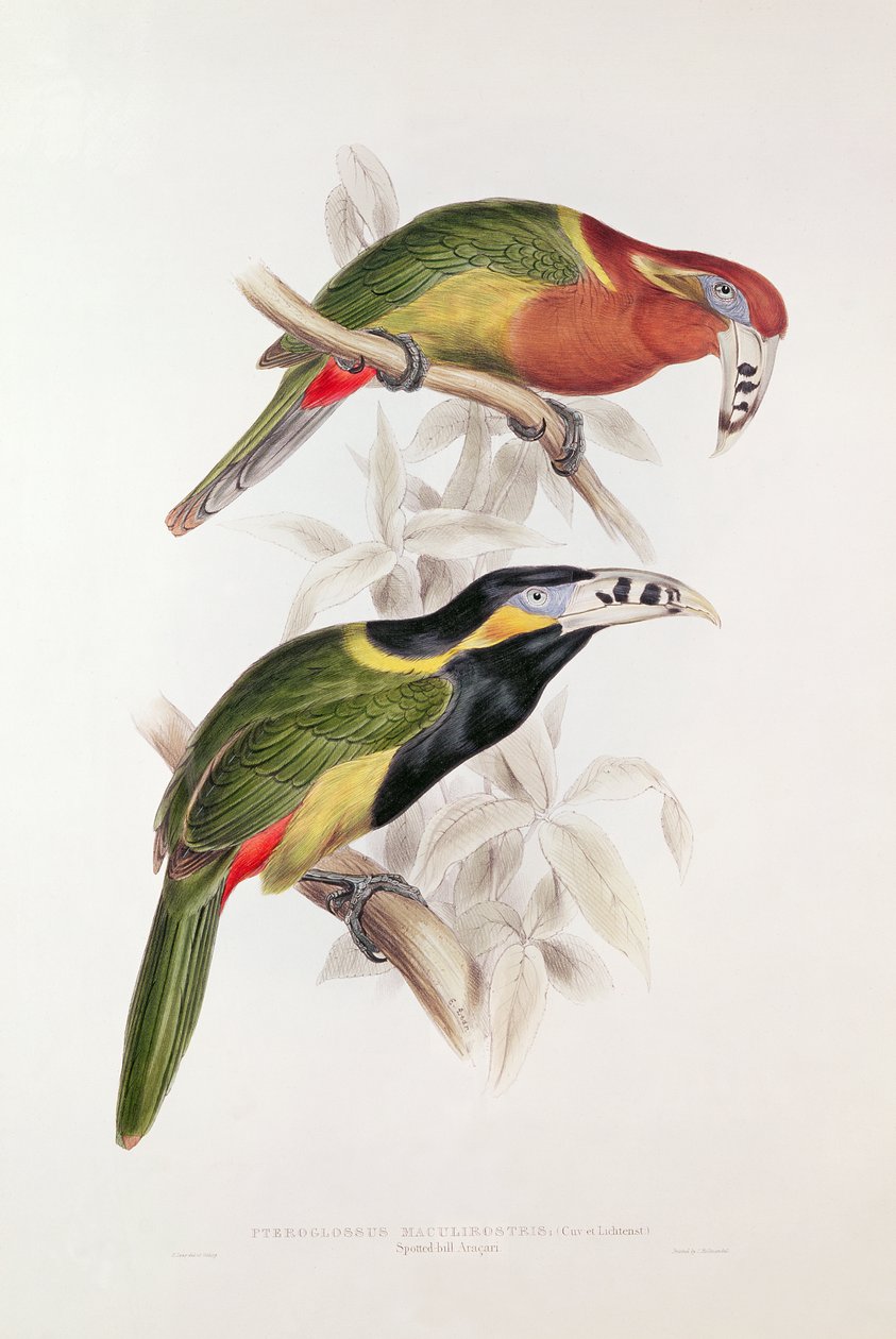 Täplikäs Bill Aracari, 1800-luku (värilitografia) tekijältä Edward Lear