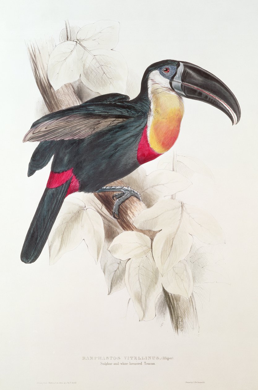 Rikki ja valkorintainen tukaani, 1800-luku (värilitografia) tekijältä Edward Lear