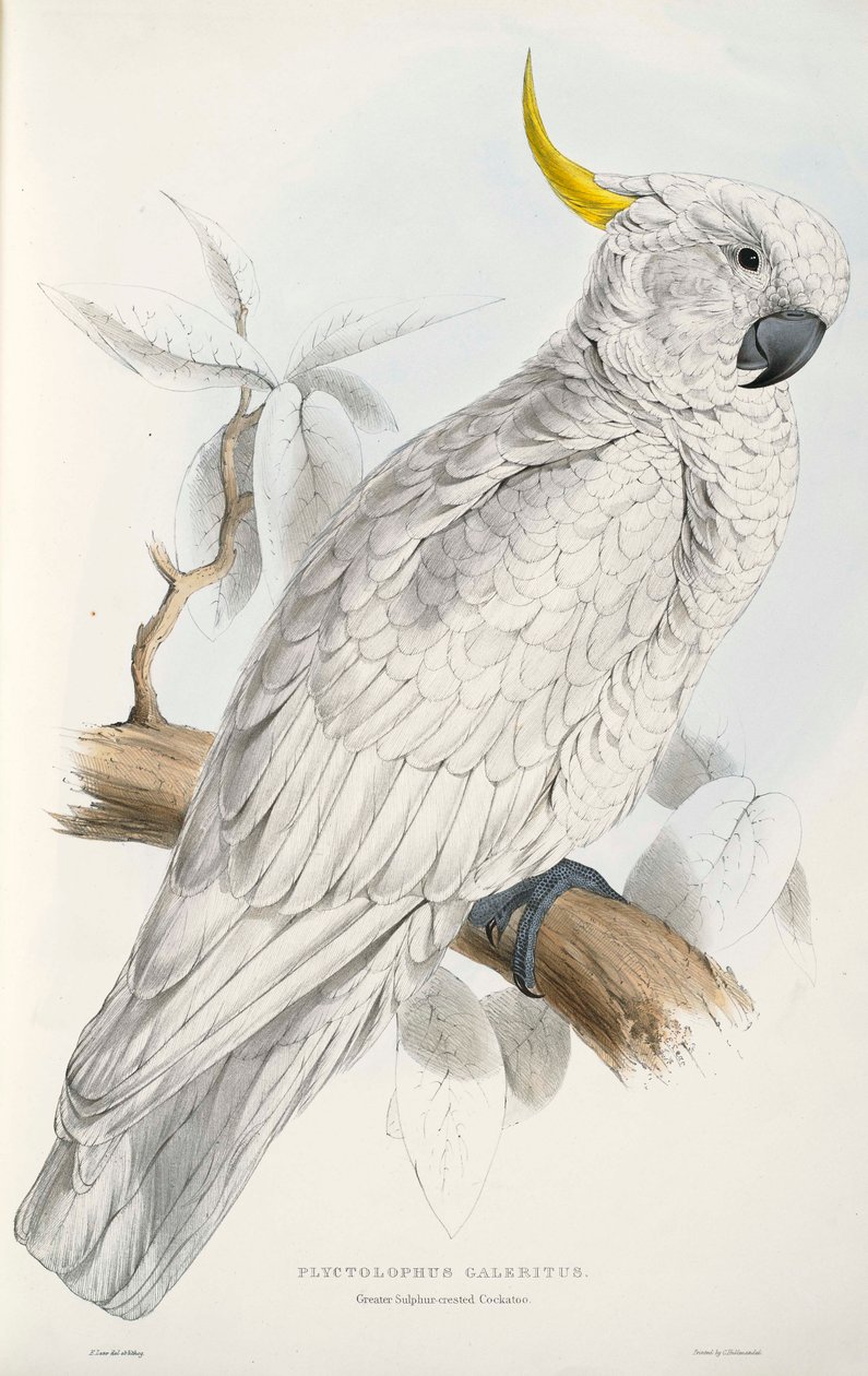 Rikkipäällinen kakadu tekijältä Edward Lear