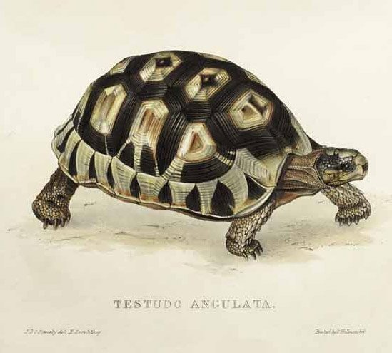 Testudo angulata tekijältä Edward Lear