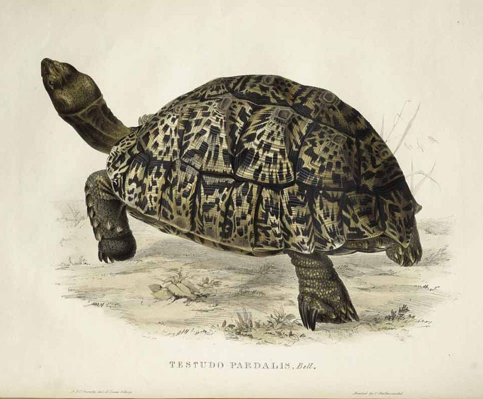 Testudo pardalis tekijältä Edward Lear