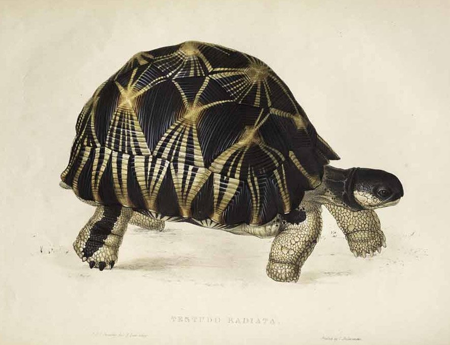 Testudo radiata tekijältä Edward Lear