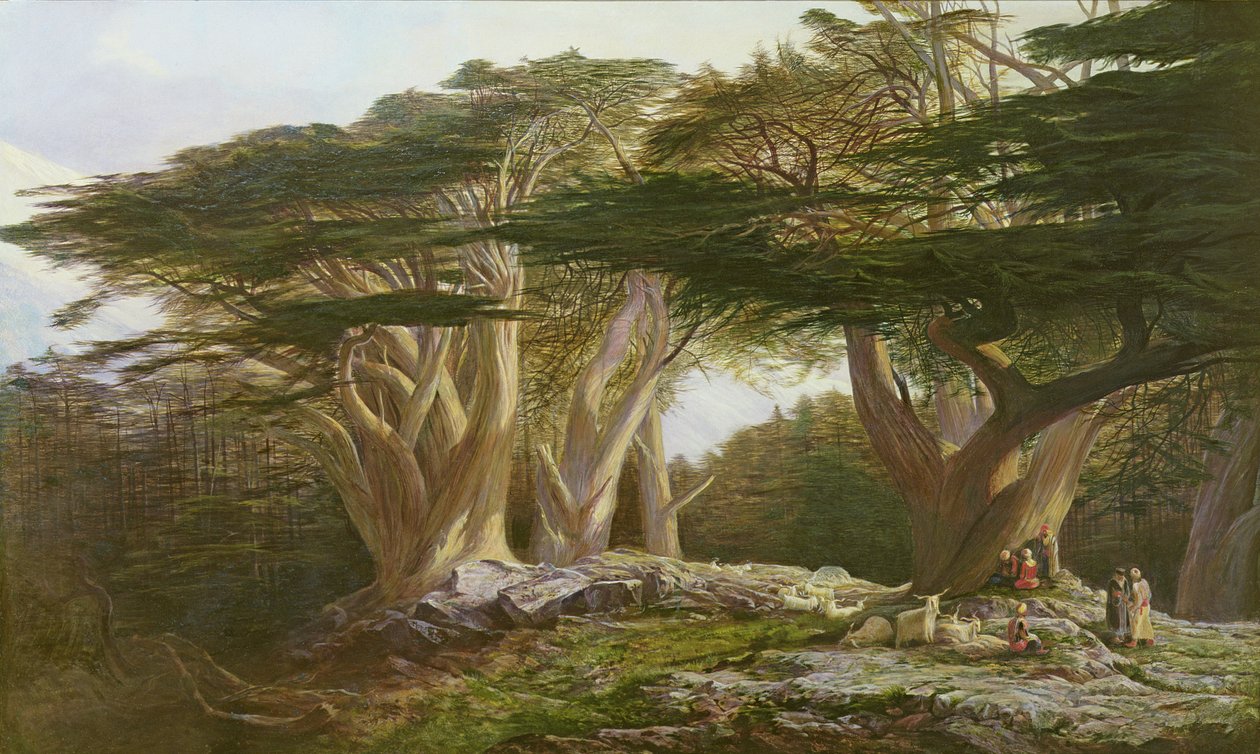 Libanonin setrit, 1861 tekijältä Edward Lear