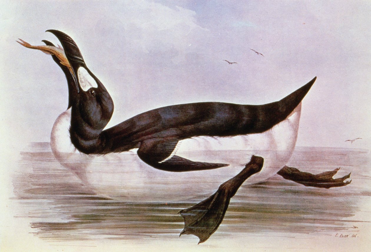 Isokoskelo, kuvitus J. Gouldin teoksesta "The Birds of Europe", 1832-37 (käsin värjätty litografia). tekijältä Edward Lear