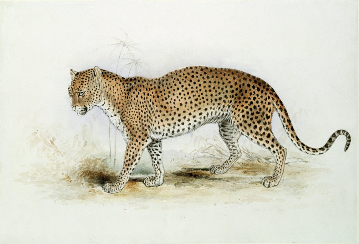 Leopardi tekijältä Edward Lear