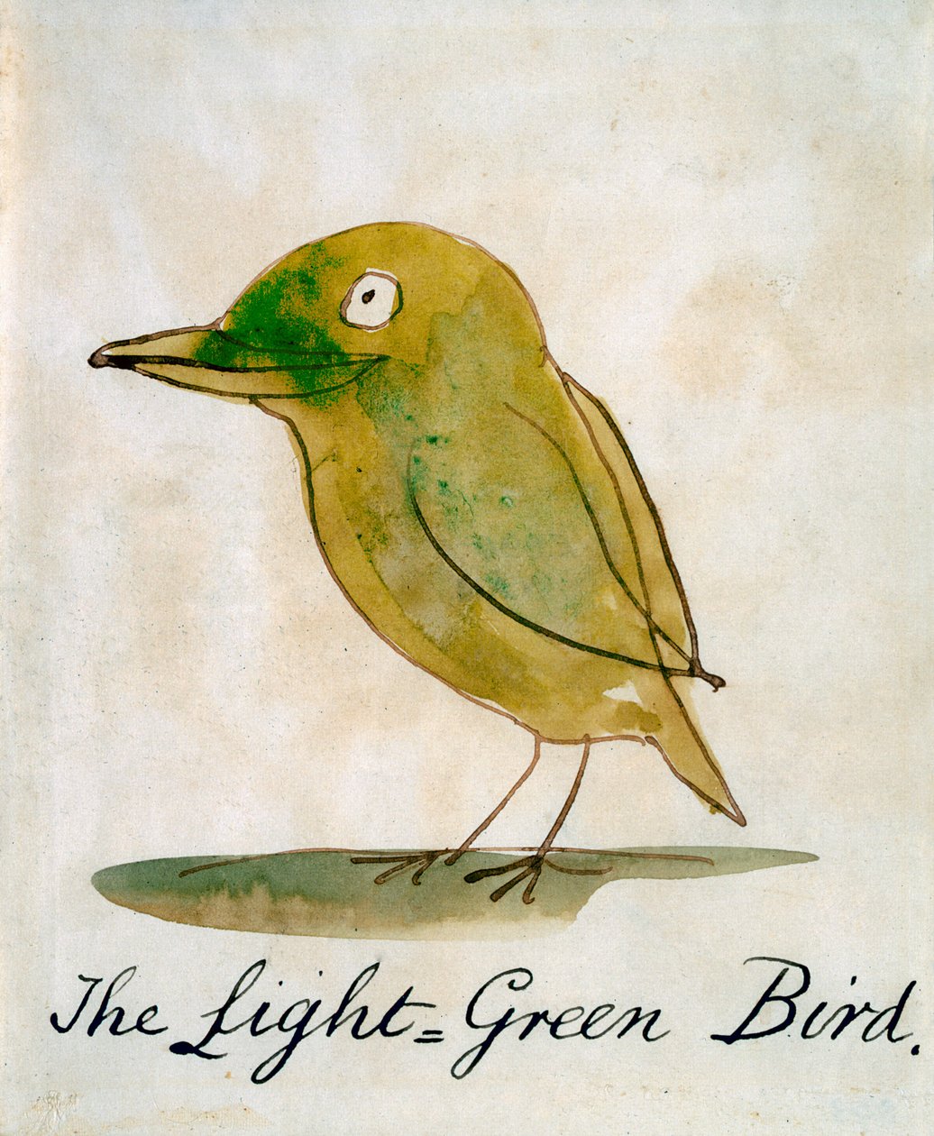 Vaaleanvihreä lintu, kirjasta "Sixteen Drawings of Comic Birds" (kynä ja muste wc paperilla) tekijältä Edward Lear