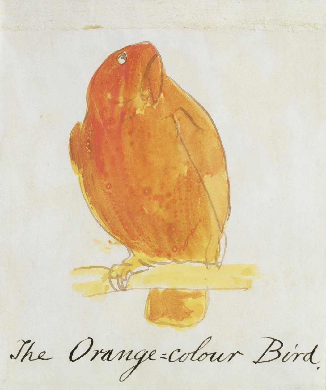 Oranssi värilintu, sarjasta "Sixteen Drawings of Comic Birds" (kynä, muste ja wc paperilla) tekijältä Edward Lear