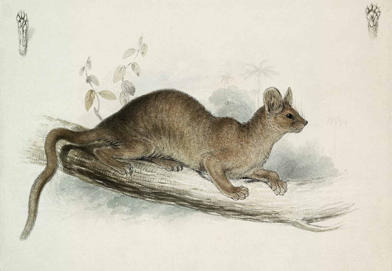 Polecat, 1800-luku tekijältä Edward Lear