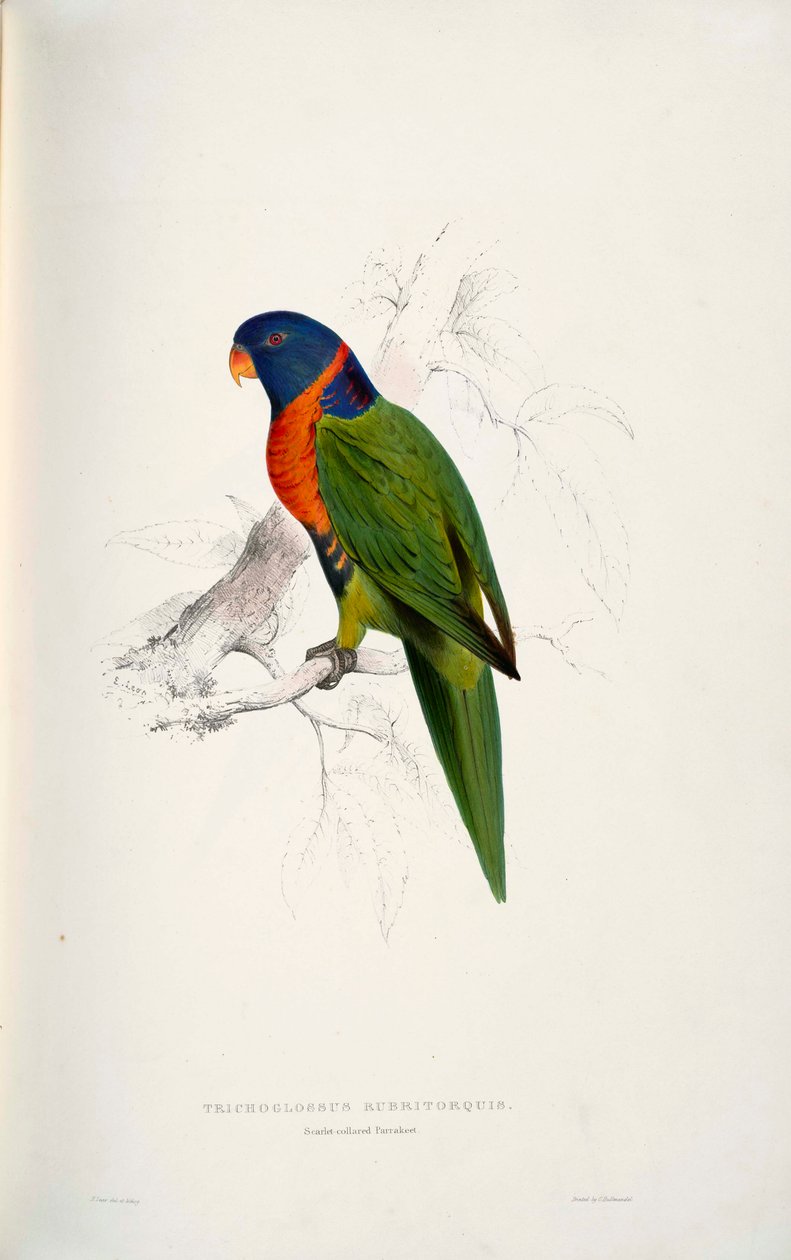 Trichoglossus rubritorquis Scarlet tekijältä Edward Lear