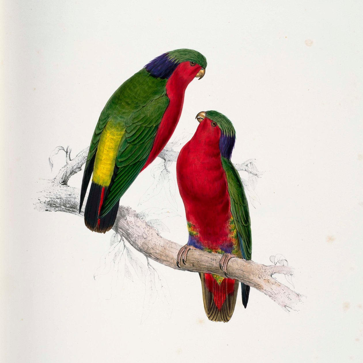 Vini kuhlii tekijältä Edward Lear