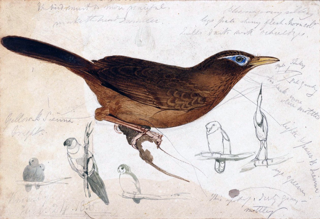 ruskea lintu tekijältä Edward Lear