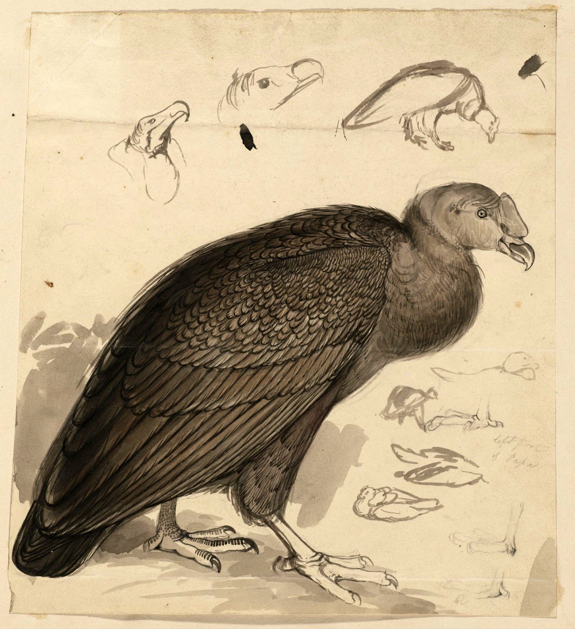 kondori tekijältä Edward Lear