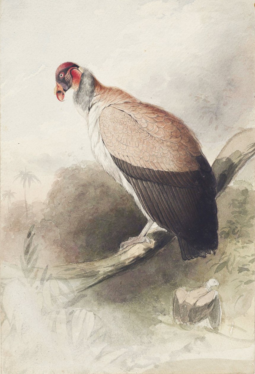 kondori tekijältä Edward Lear