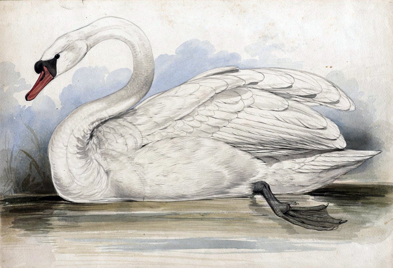 joutsen tekijältä Edward Lear