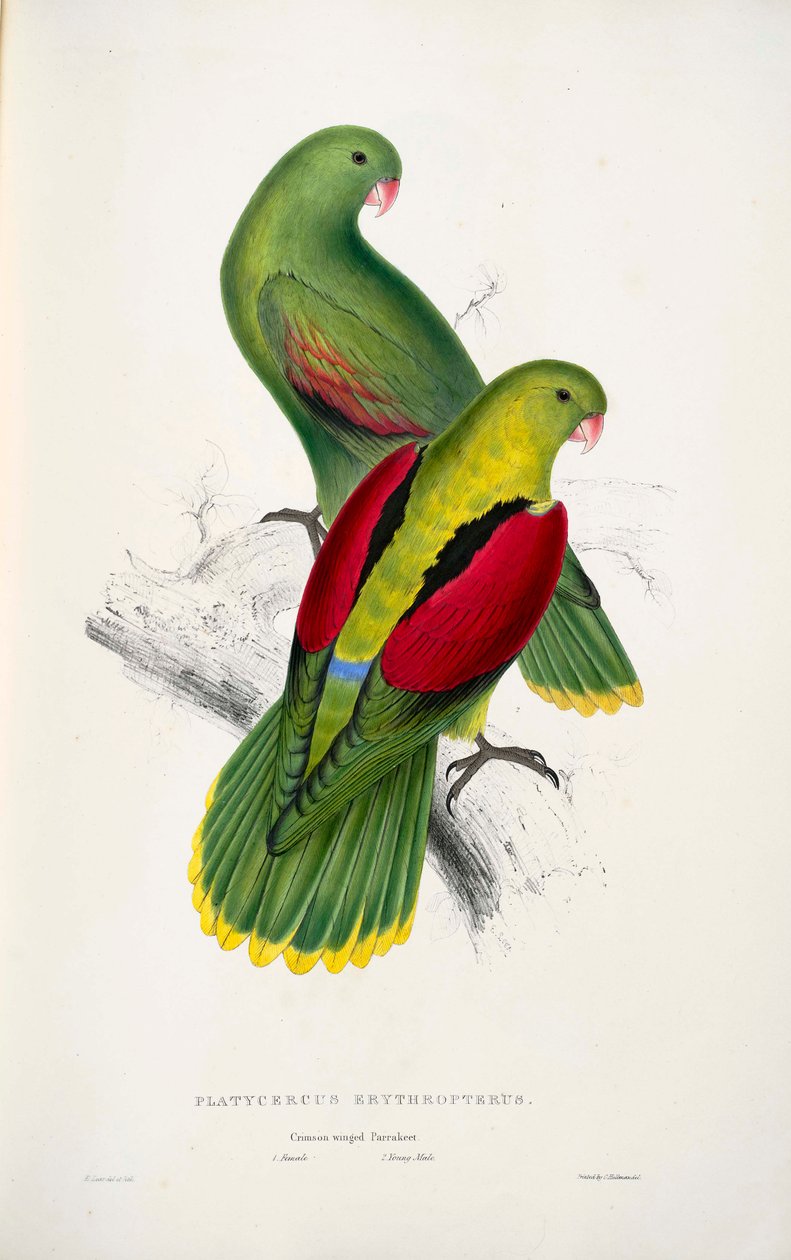 kaksi puna-siivekästä papukaijaa tekijältä Edward Lear