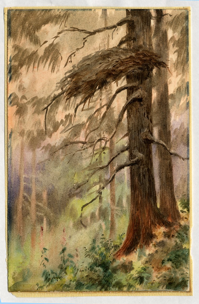 Goshawks pesä, 1898-99 (wc paperilla) tekijältä Edward Adrian Wilson